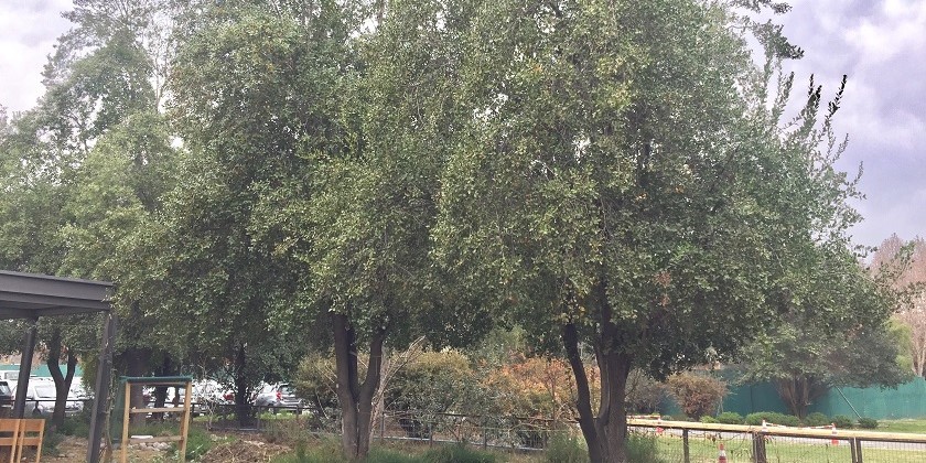 Día Mundial del Árbol y la inequidad en el acceso a áreas verdes