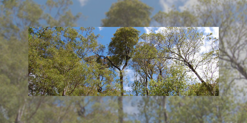 En el día del árbol