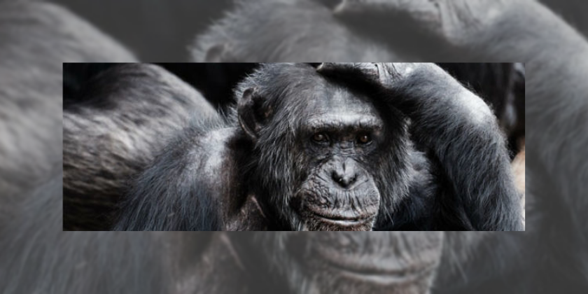 Regalos sin crueldad, una tarea pendiente para esta navidad