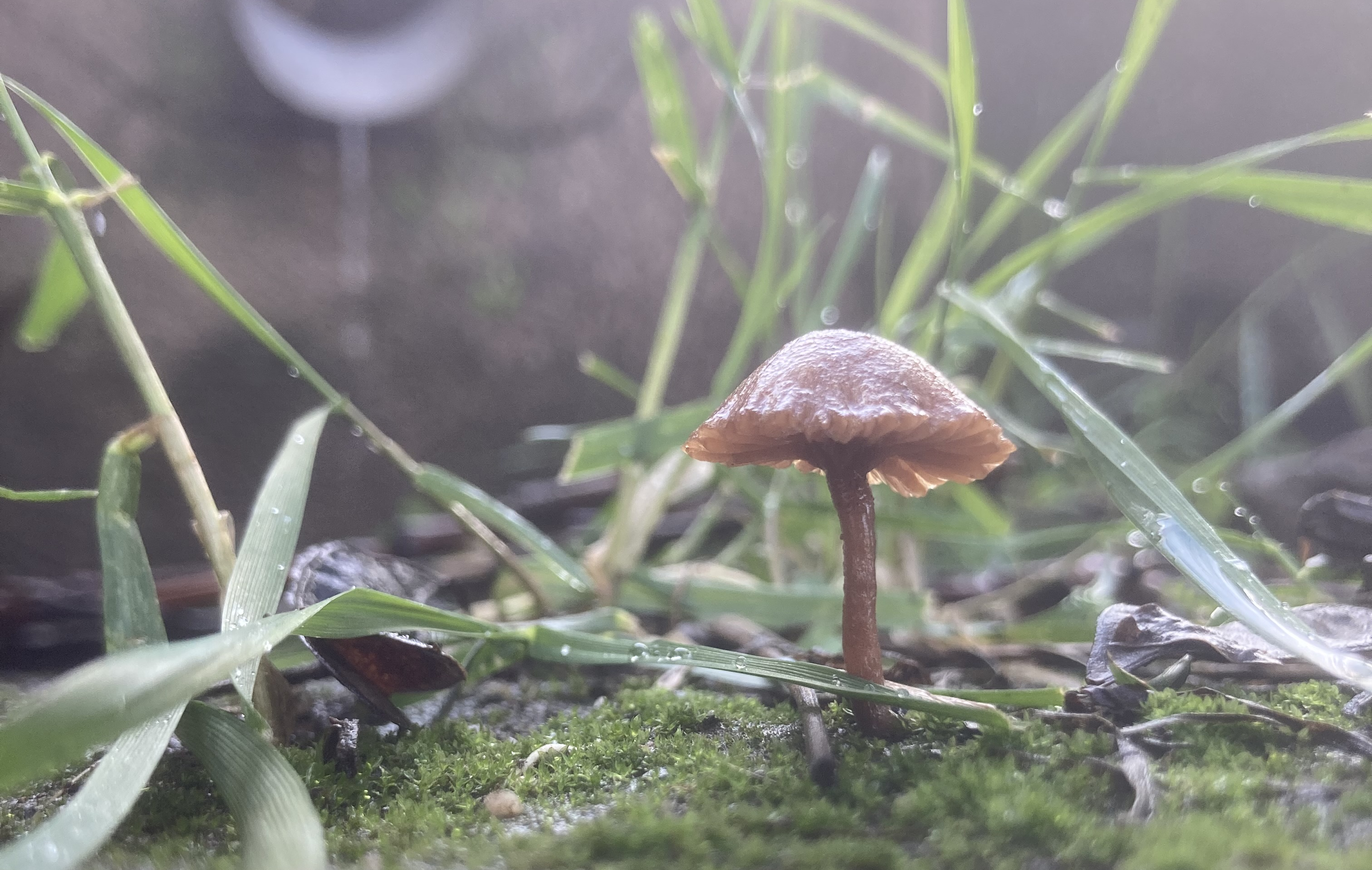 Manual de Biodiversidad campus Lo Contador