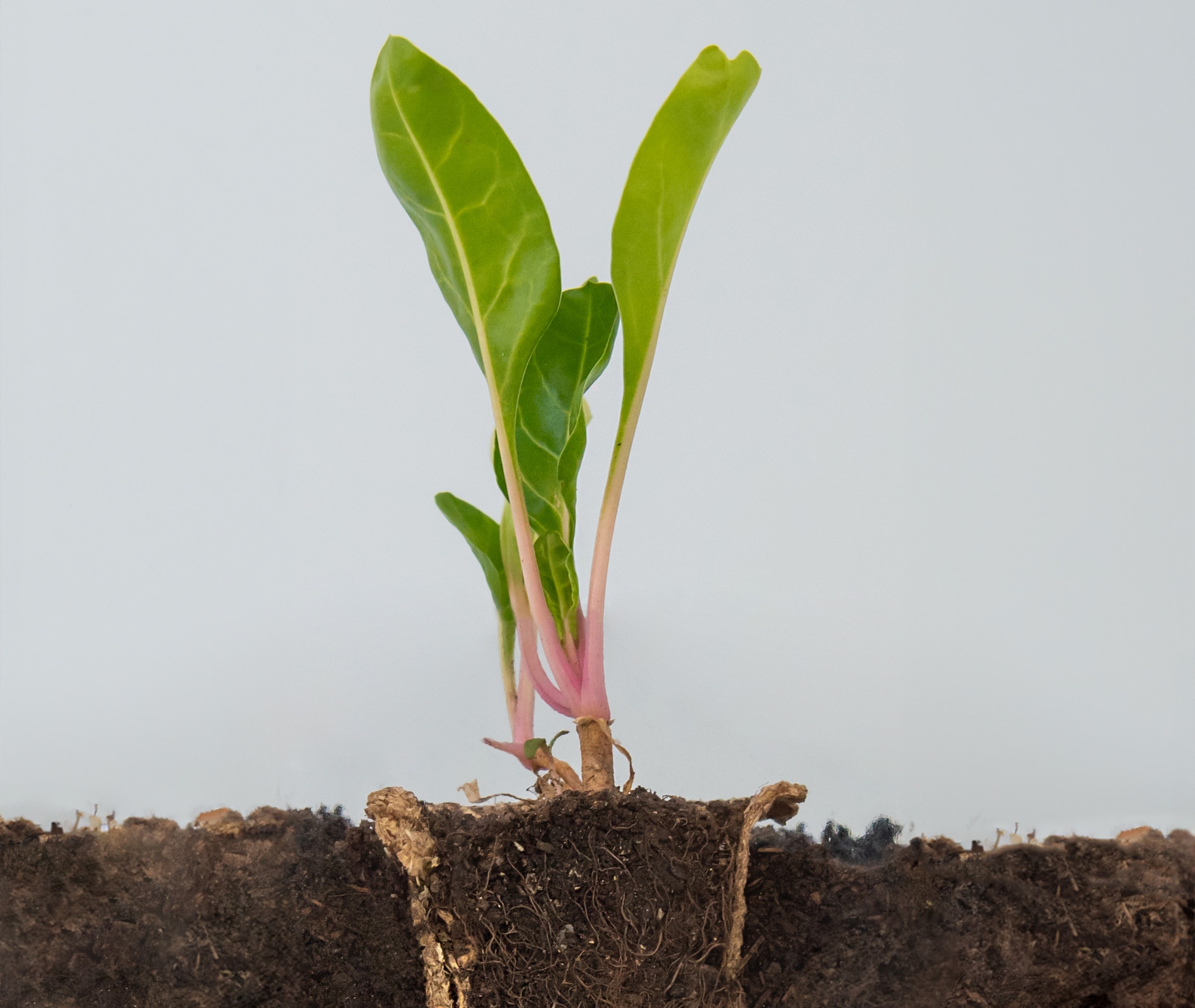 Columna de opinión: Circularidad agrícola, el cambio que viene