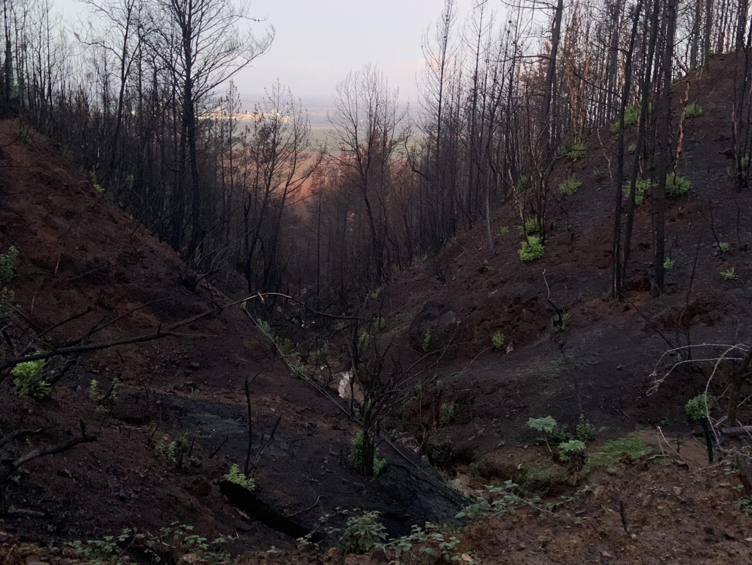 Impacto de los incendios forestales en los ecosistemas de Chile