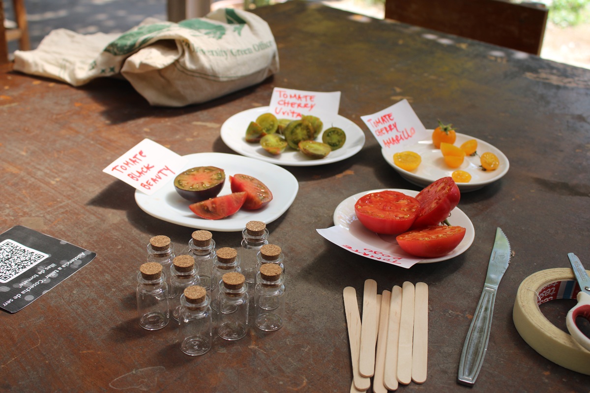 Talleres en el Huerto San Francisco: Cosecha de semillas de tomate